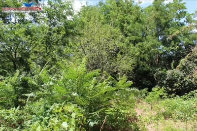 Casă 4 camere Tulcea - poza 2