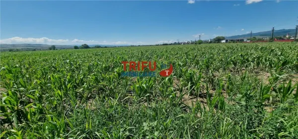 Teren Alba Iulia - poza 6