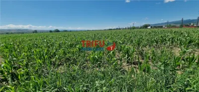 Teren Alba Iulia - poza 6