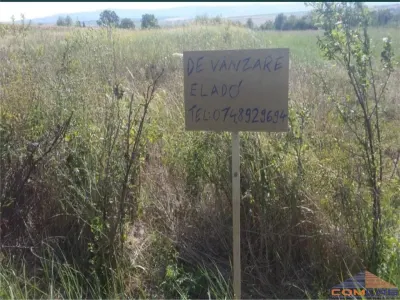 Teren Viile Satu Mare - poza 2