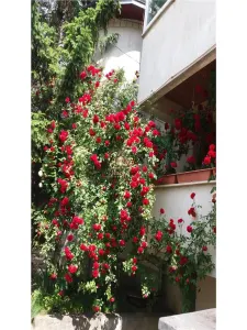 Casă 6 camere Iași - poza 10