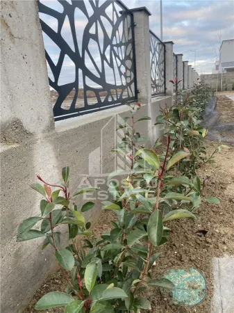 Casă 4 camere Bucovat (Remetea Mare) - poza 1