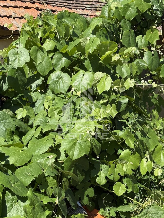 Casă 4 camere Bazos - poza 3