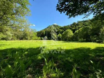 Teren Gros - poza 2