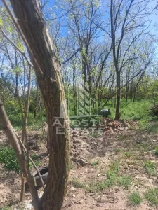 Casă 2 camere Cruceni - poza 18