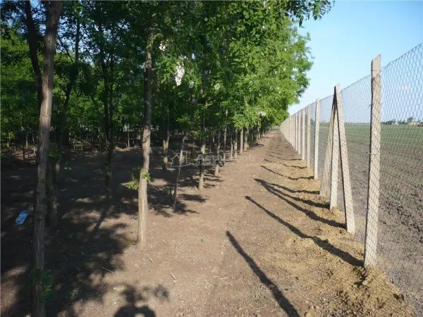 Casă 5 camere Pogoanele - poza 6