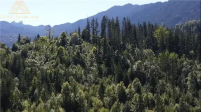 Teren 2.3ha cu 3 locuri de casa in muntii Rarau Bucovina - Campulung Moldovenesc