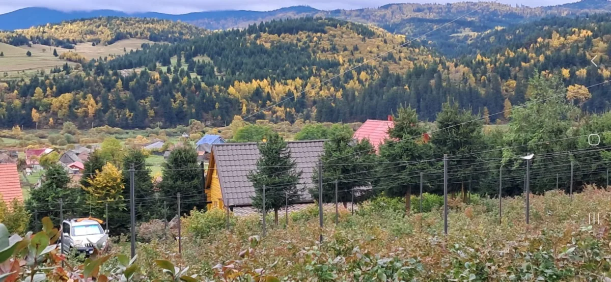 Casa de locuit/cabana cu plantatie de afini,3600mp, intravilan - Toplita