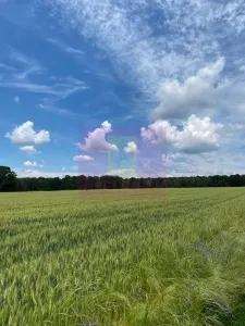Teren 6,26 ha lângă DEx12 Pitești - Albota