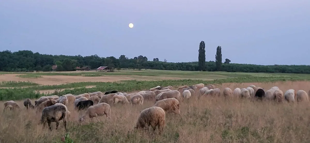Teren Valea lui Mihai - poza 1