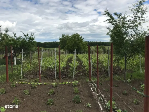 Casă Moara Vlăsiei - poza 4