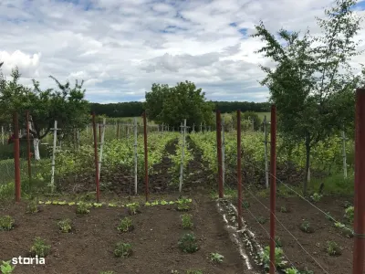 Casă Moara Vlăsiei - poza 4