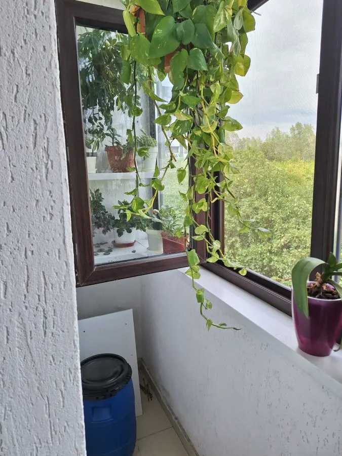 Casă 4 camere București - poza 1