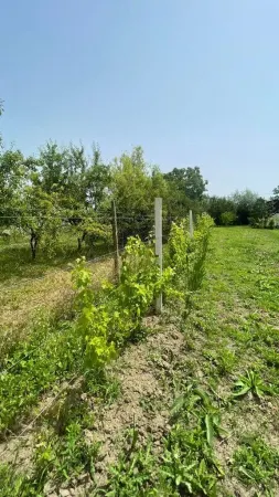Teren Satu Mare - poza 7