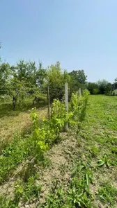 Teren Satu Mare - poza 7