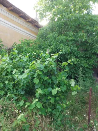 Casă 5 camere Izimsa - poza 7