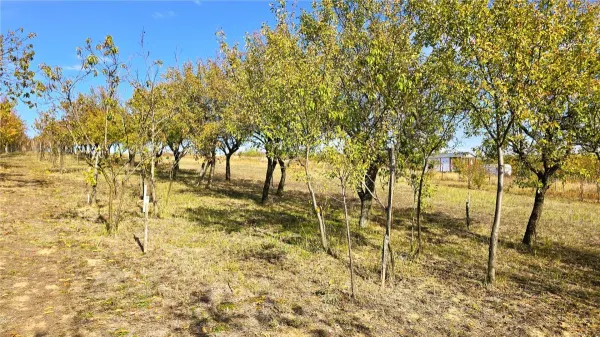 Teren Satu Mare - poza 11