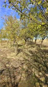 Teren Satu Mare - poza 12