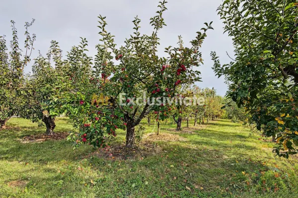 Casă 2 camere Colibasi - poza 13